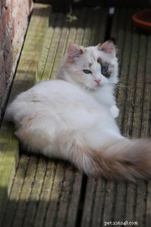 Tortie Ragdoll Cats: Understanding Calico Patterns and White Spots