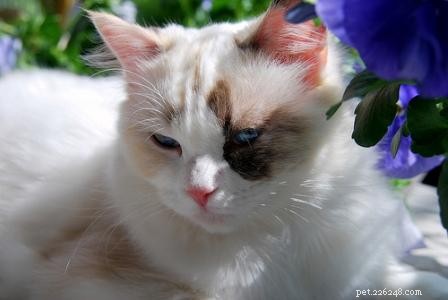 Tortie Ragdoll Cats: Understanding Calico Patterns and White Spots