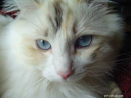 Tortie Ragdoll Cats: Understanding Calico Patterns and White Spots