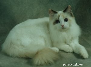Tortie Ragdoll Cats: Understanding Calico Patterns and White Spots