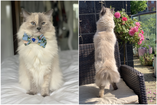 Tortie Ragdoll Cats: Understanding Calico Patterns and White Spots