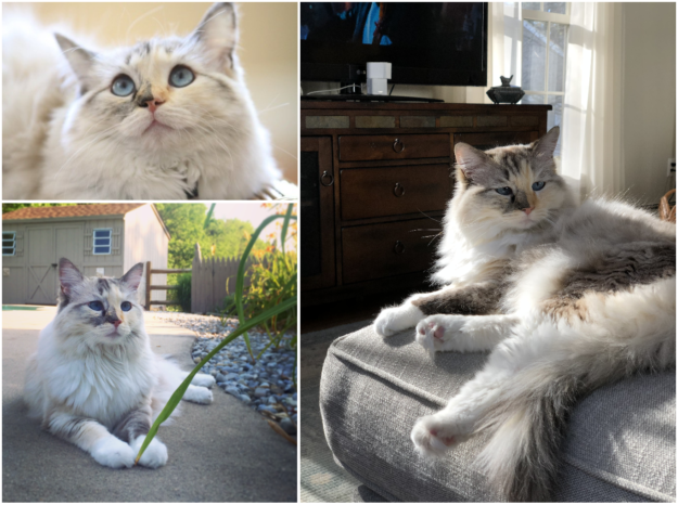 Tortie Ragdoll Cats: Understanding Calico Patterns and White Spots