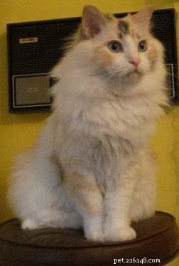 Tortie Ragdoll Cats: Understanding Calico Patterns and White Spots