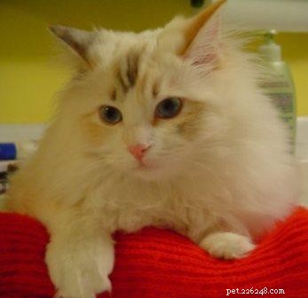 Tortie Ragdoll Cats: Understanding Calico Patterns and White Spots
