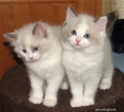 Tortie Ragdoll Cats: Understanding Calico Patterns and White Spots