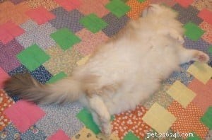Tortie Ragdoll Cats: Understanding Calico Patterns and White Spots