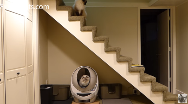 5 Key Steps to Master Your Litter‑Robot 3