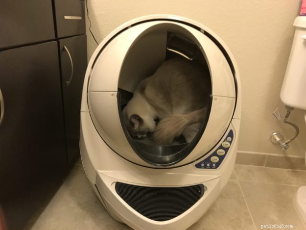 5 Key Steps to Master Your Litter‑Robot 3