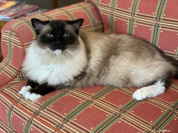What’s the Cost of a Ragdoll Cat? A Guide to Their Pricing
