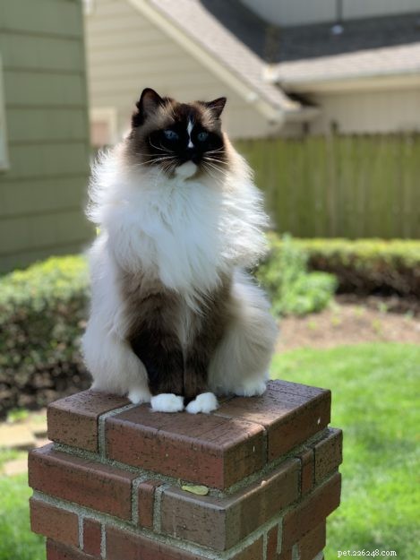 What’s the Cost of a Ragdoll Cat? A Guide to Their Pricing