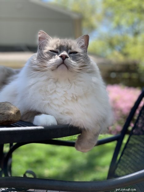 What’s the Cost of a Ragdoll Cat? A Guide to Their Pricing