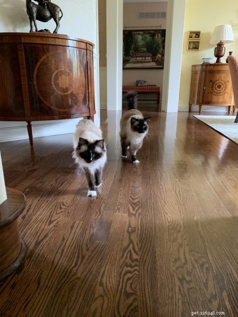 What’s the Cost of a Ragdoll Cat? A Guide to Their Pricing