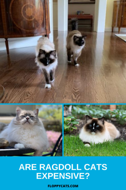What’s the Cost of a Ragdoll Cat? A Guide to Their Pricing