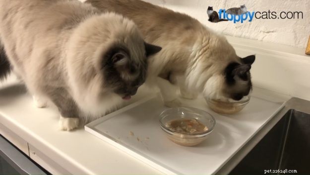 What’s the Cost of a Ragdoll Cat? A Guide to Their Pricing