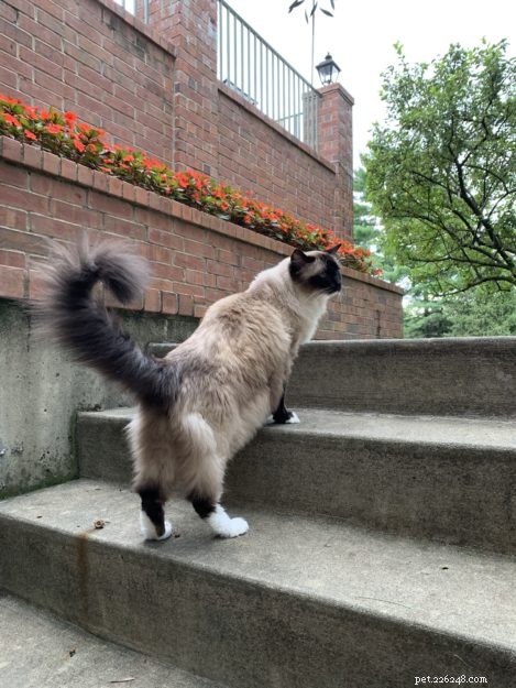 What’s the Cost of a Ragdoll Cat? A Guide to Their Pricing