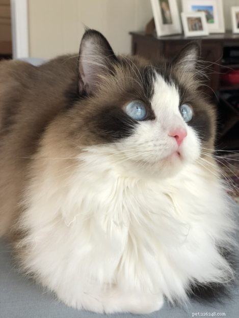 What’s the Cost of a Ragdoll Cat? A Guide to Their Pricing