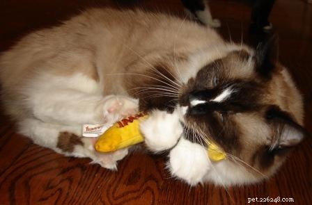 What’s the Cost of a Ragdoll Cat? A Guide to Their Pricing