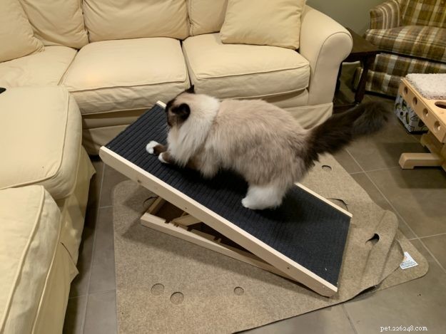 What’s the Cost of a Ragdoll Cat? A Guide to Their Pricing