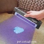 Why Does Your Cat Pee Outside the Litter Box? Common Causes & Solutions