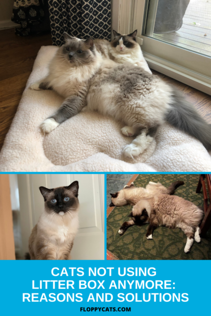 Why Does Your Cat Pee Outside the Litter Box? Common Causes & Solutions