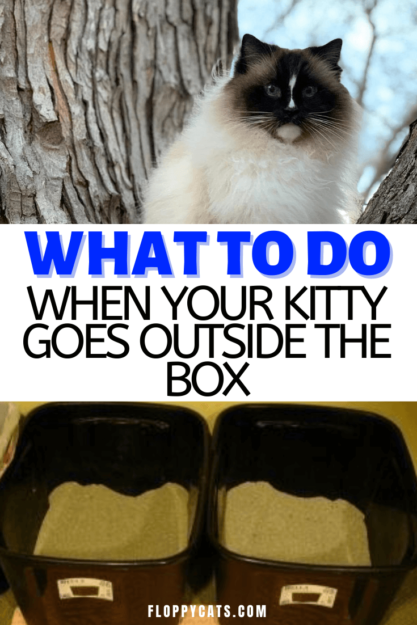 Why Does Your Cat Pee Outside the Litter Box? Common Causes & Solutions