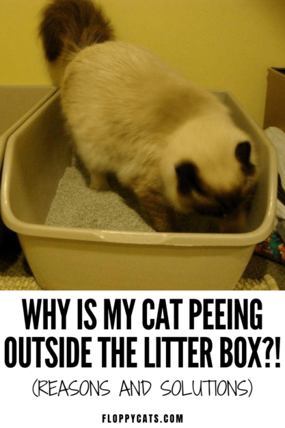 Why Does Your Cat Pee Outside the Litter Box? Common Causes & Solutions
