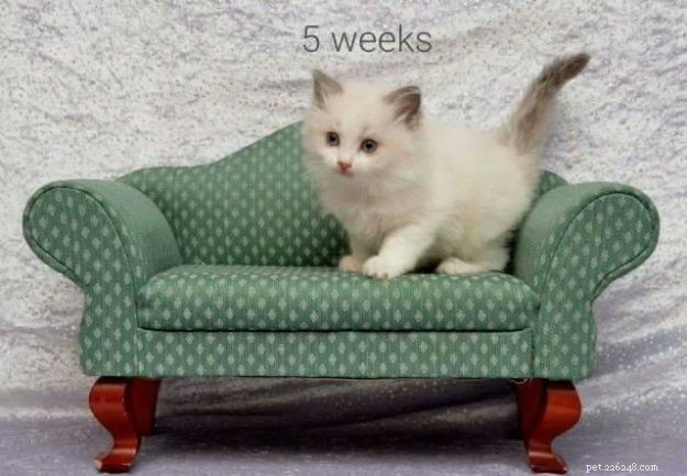 Meet Nika: The Stunning Blue‑Bi Color Ragdoll of the Week