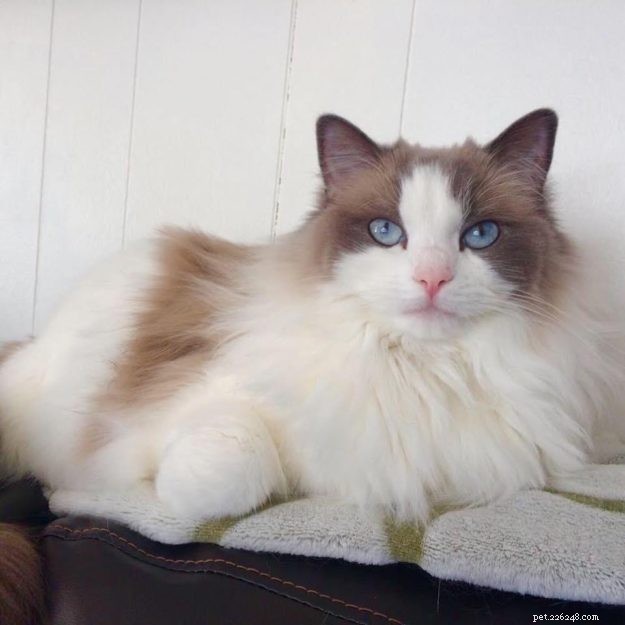 Meet Nika: The Stunning Blue‑Bi Color Ragdoll of the Week