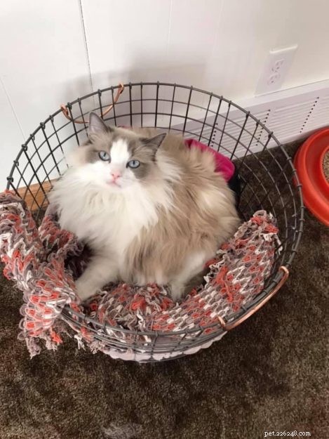 Meet Nika: The Stunning Blue‑Bi Color Ragdoll of the Week