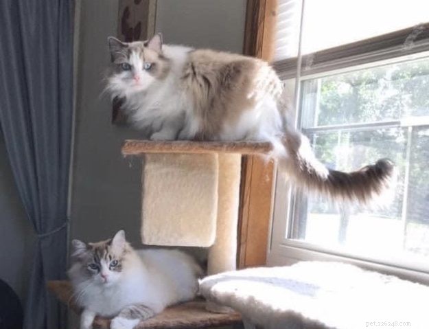 Meet Nika: The Stunning Blue‑Bi Color Ragdoll of the Week