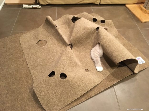 Top 50 Must‑Have Gifts for Cat Lovers
