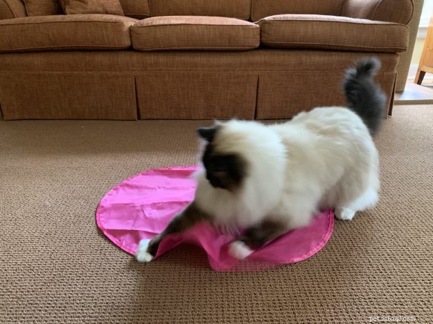 Top 50 Must‑Have Gifts for Cat Lovers