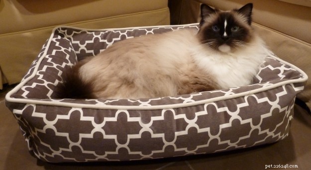 Top 50 Must‑Have Gifts for Cat Lovers