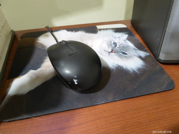Top 50 Must‑Have Gifts for Cat Lovers