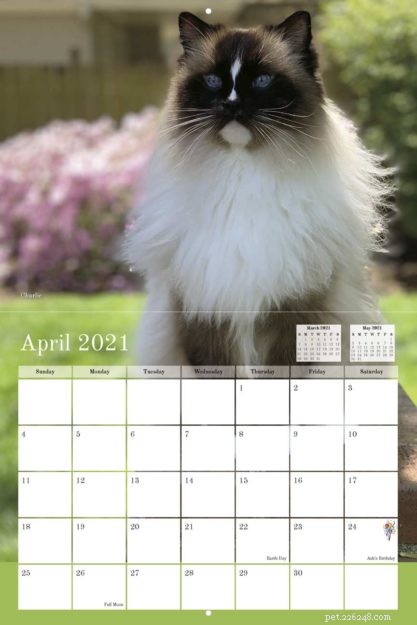 Top 50 Must‑Have Gifts for Cat Lovers