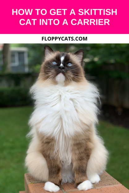 MagiCarrier by K-Kat: The Ultimate Cat Carrier for Effortless, Stress-Free Loading