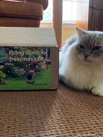 Choosing the Ideal Bed for Your Large Cat: A Practical Guide