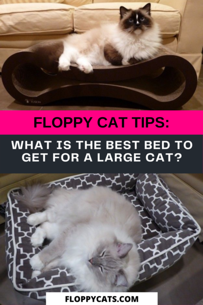 Choosing the Ideal Bed for Your Large Cat: A Practical Guide
