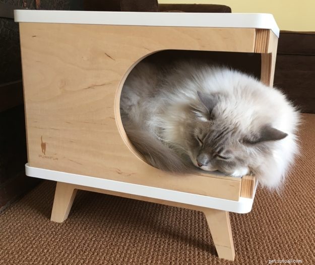 Choosing the Ideal Bed for Your Large Cat: A Practical Guide