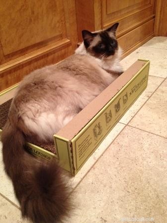 Choosing the Ideal Bed for Your Large Cat: A Practical Guide