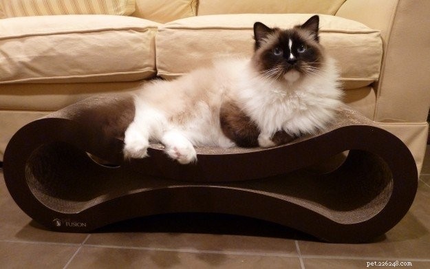 Choosing the Ideal Bed for Your Large Cat: A Practical Guide