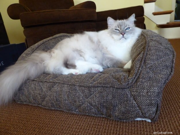 Choosing the Ideal Bed for Your Large Cat: A Practical Guide
