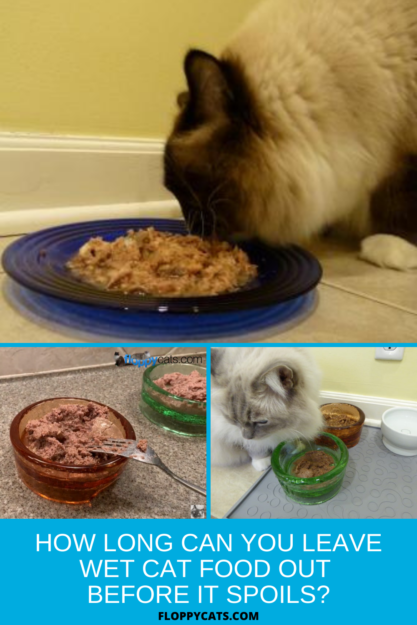 How Long Is Wet Cat Food Safe to Leave Out Before Spoilage?