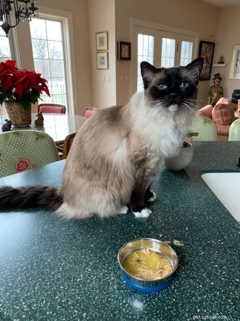 How Long Is Wet Cat Food Safe to Leave Out Before Spoilage?