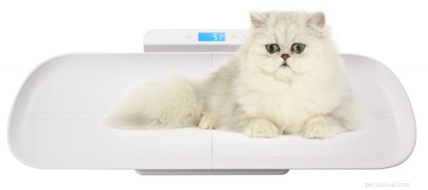 Accurate Cat Weight Measurement: A Step‑by‑Step Guide