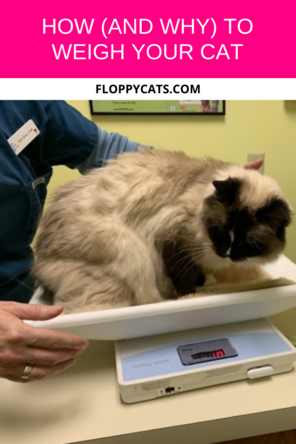 Accurate Cat Weight Measurement: A Step‑by‑Step Guide