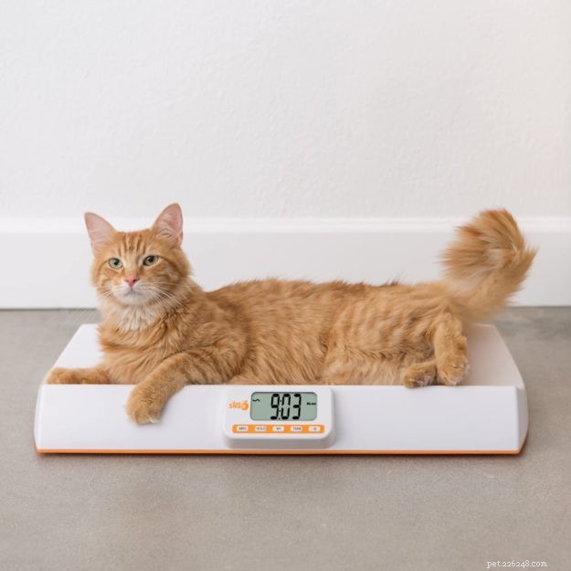 Accurate Cat Weight Measurement: A Step‑by‑Step Guide