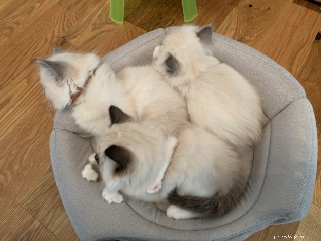 Determining the Ideal Age to Neuter Your Cat: Expert Guidance and Community Insights