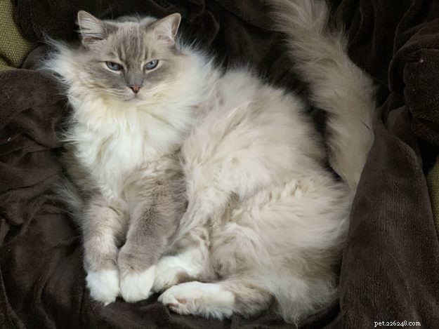 Determining the Ideal Age to Neuter Your Cat: Expert Guidance and Community Insights