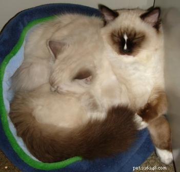Determining the Ideal Age to Neuter Your Cat: Expert Guidance and Community Insights